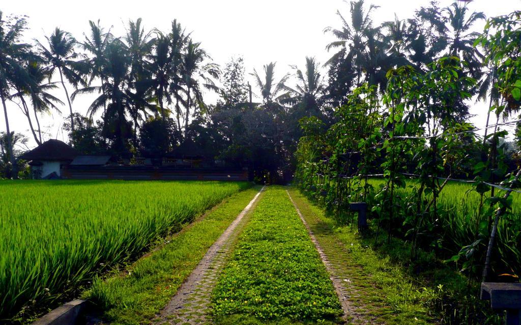 Villa Viola Ubud  Luaran gambar